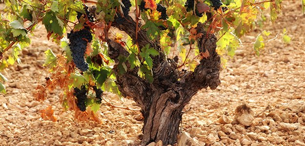 Cepa vieja con racimos de uva tinta madura en terreno pedregoso bajo luz natural
